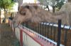 Images of Camel Breeding Farm Bikaner: image 13 0f 16 thumb