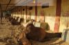 Images of Camel Breeding Farm Bikaner: image 15 0f 16 thumb