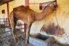 Images of Camel Breeding Farm Bikaner: image 16 0f 16 thumb