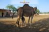 Images of Camel Breeding Farm Bikaner: image 6 0f 16 thumb
