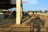 Images of Camel Breeding Farm Bikaner: image 7 0f 16 thumb