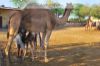 Images of Camel Breeding Farm Bikaner: image 10 0f 16 thumb