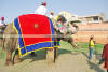 Images of Elephant Festival Jaipur: image 2 0f 32 thumb