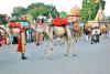 Images of Teej Festival Jaipur: image 15 0f 24 thumb