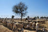 Images of Cattle Fair Nagaur: image 3 0f 32 thumb