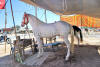 Images of Cattle Fair Nagaur: image 8 0f 32 thumb