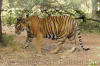 Images of Ranthambhore National Park: image 51 0f 56 thumb