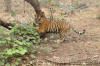 Images of Ranthambhore National Park: image 46 0f 56 thumb