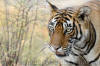 Images of Ranthambhore National Park: image 15 0f 56 thumb