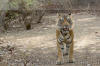 Images of Ranthambhore National Park: image 19 0f 56 thumb