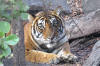 Images of Ranthambhore National Park: image 24 0f 56 thumb
