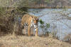 Images of Ranthambhore National Park: image 38 0f 56 thumb