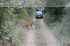 Images of Ranthambhore National Park: image 3 0f 56 thumb