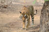 Images of Ranthambhore National Park: image 20 0f 56 thumb