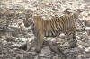 Images of Ranthambhore National Park: image 55 0f 56 thumb