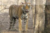Images of Ranthambhore National Park: image 12 0f 56 thumb