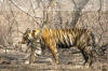Images of Ranthambhore National Park: image 14 0f 56 thumb