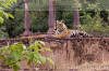 Images of Ranthambhore National Park: image 48 0f 56 thumb