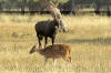 Images of Ranthambhore National Park: image 1 0f 44 thumb