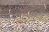Images of Ranthambhore National Park: image 1 0f 44 thumb