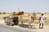 Images of Rural Rajasthan: image 14 0f 20 thumb